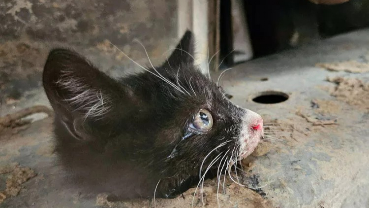 Illustration : "Un chauffeur de camion découvre un chaton coincé dans le châssis de son véhicule "