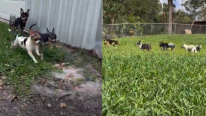 Illustration : "Des Chihuahuas seniors terrifiés se transforment totalement en courant dans l'herbe pour la première fois"