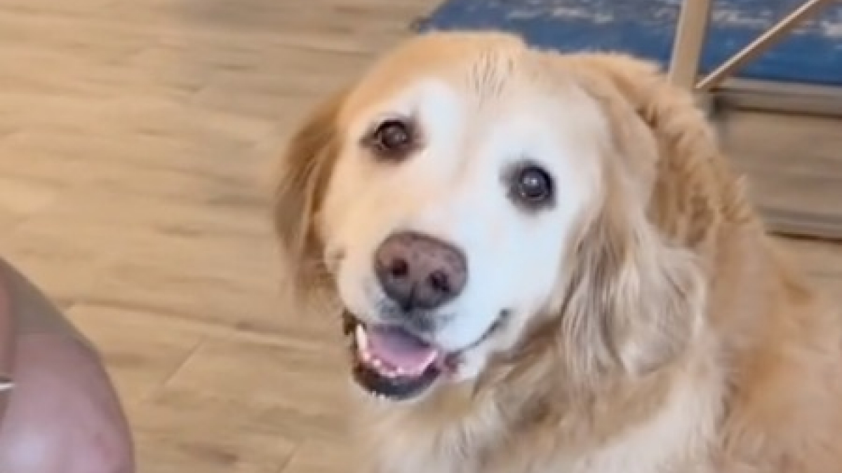 Illustration : "Cette chienne affiche le plus beau des sourires après avoir rencontré les nouveaux habitants de sa maison (vidéo)"