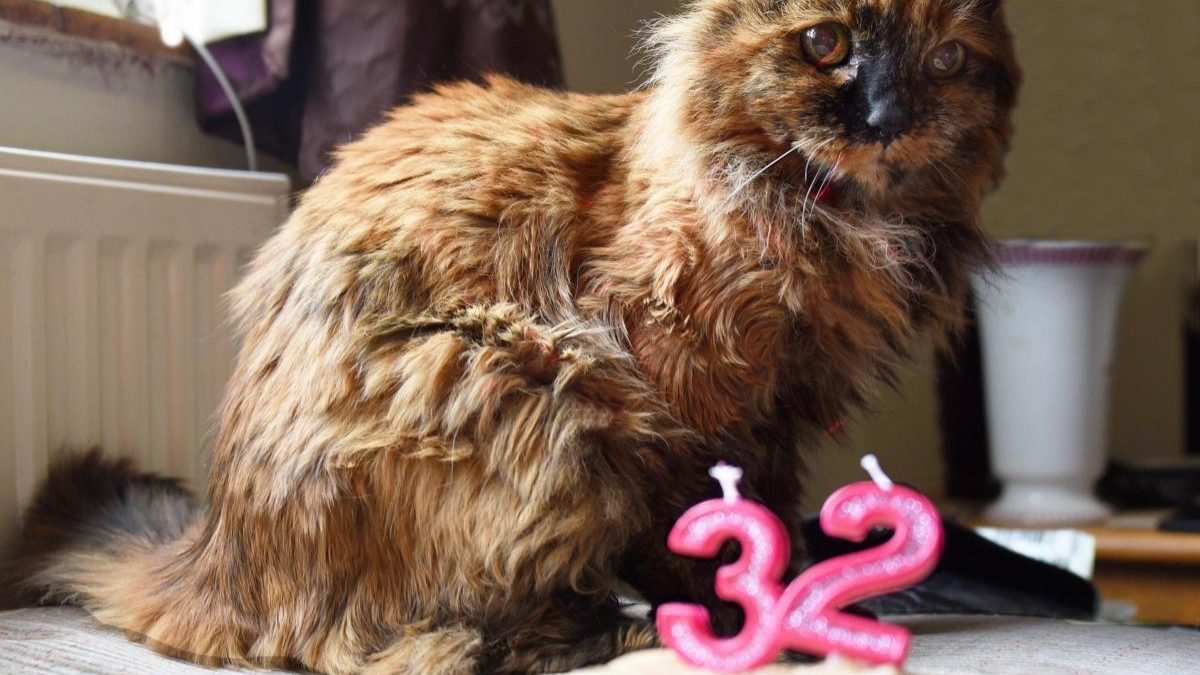 Illustration: "This 32-year-old cat with iron health is about to become the world's oldest cat"
