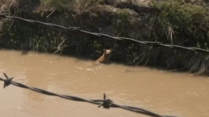 Illustration : Une promenade le long du canal se transforme en mission urgente pour sauver une chienne
