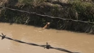 Illustration : Une promenade le long du canal se transforme en mission urgente pour sauver une chienne