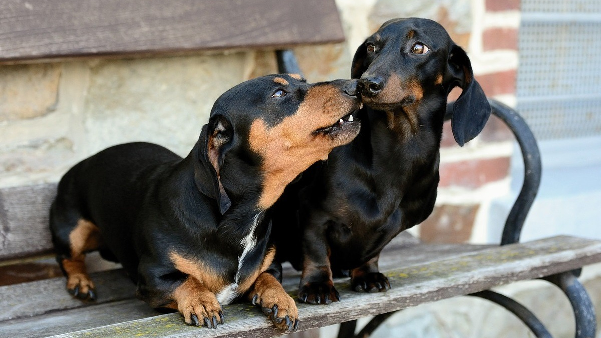 Illustration : "Les vétérinaires s’emploient à sauver 2 chiens ayant avalé des friandises pleines de clous données par un voisin"