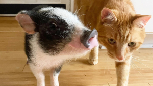 Illustration : Ce cochon et ce chat sont devenus inséparables et sont liés d'une amitié qui fait fondre les cœurs (vidéo)