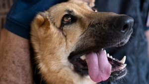 Illustration : "Un chien grièvement blessé en Ukraine intègre la police hongroise et apprend la tolérance aux enfants"