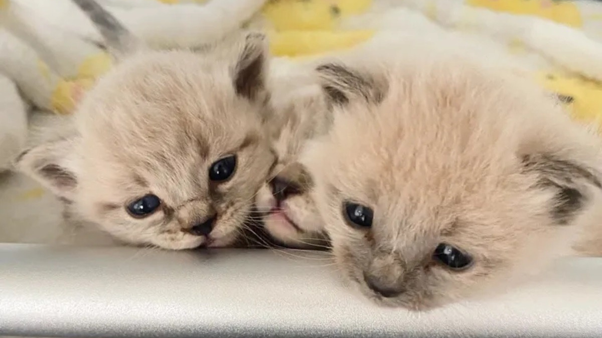 Illustration : "Des chatons abandonnés trouvent l'amour en partie grâce à une tortue sortie d'hibernation"