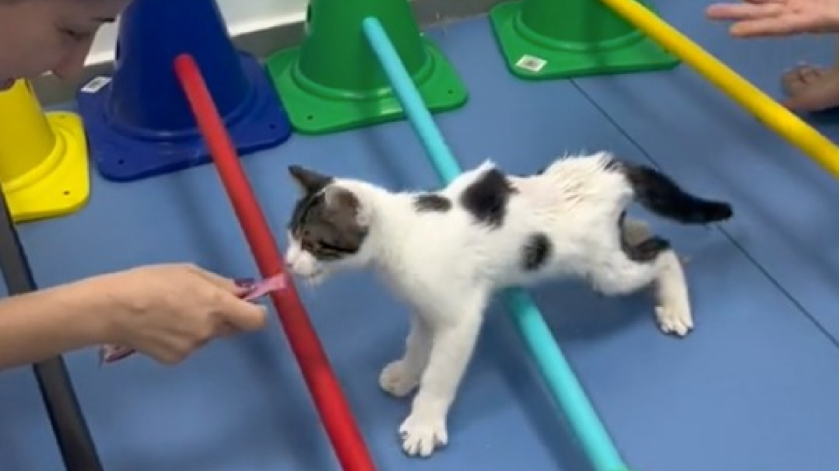 Illustration : "Ce chaton abandonné et paralysé apprend à marcher avec le soutien de ses sauveurs (vidéo)"