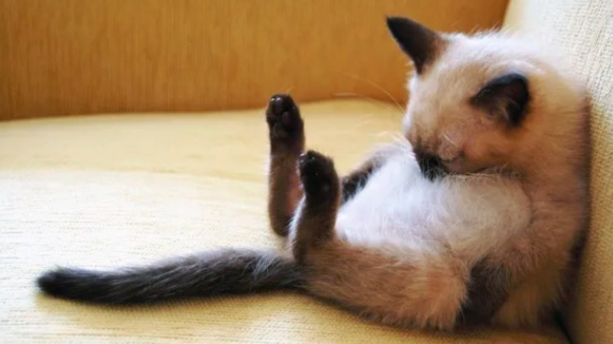 Illustration : "11 photos craquantes de chatons endormis et qu'on n'oserait réveiller sous aucun prétexte"