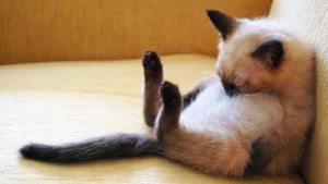 Illustration : "11 photos craquantes de chatons endormis et qu'on n'oserait réveiller sous aucun prétexte"