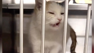 Illustration : Éprouvée par son séjour en refuge, une chatte se métamorphose grâce à l'affection de sa bienfaitrice (vidéo)