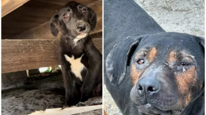 Illustration : Une chienne retrouvée cachée avec son unique chiot survivant, les 3 autres ayant été empoisonnés 