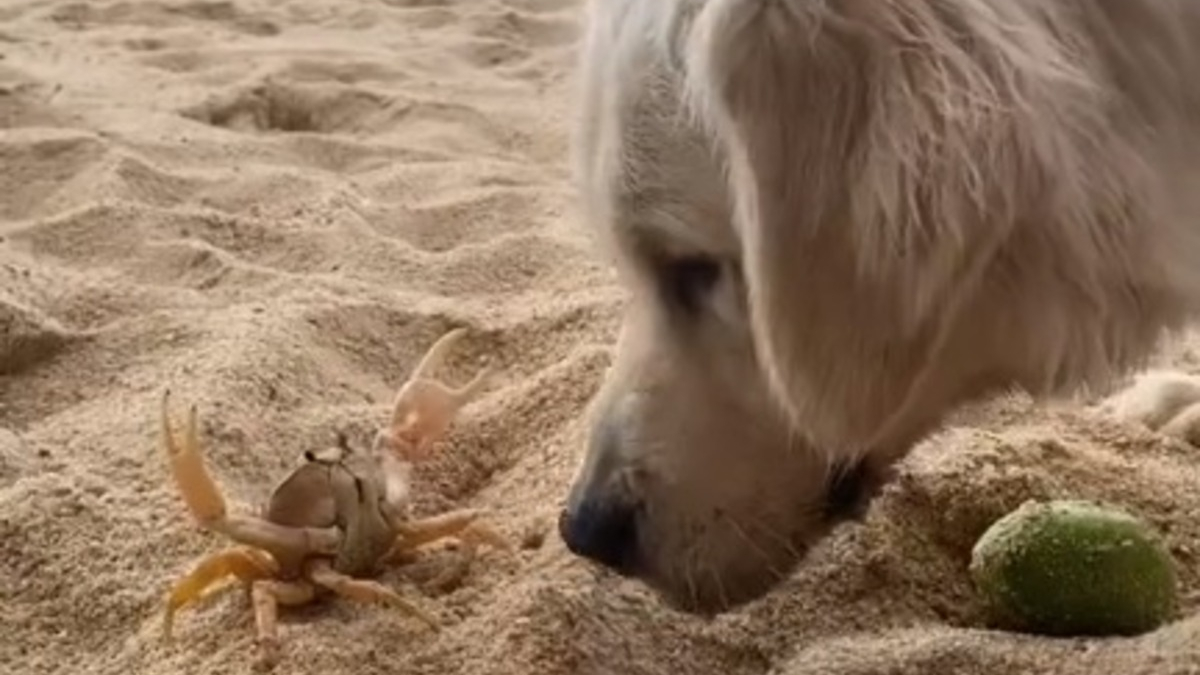Illustration : "Duel insolite sur la plage entre un Golden Retriever curieux et un crabe prêt à en découdre (vidéo)"