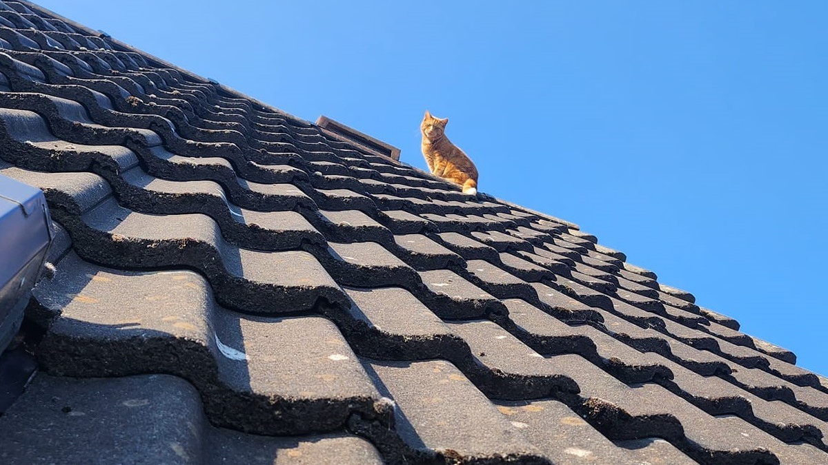 Illustration : "La propriétaire désespérée d'un chat coincé sur le toit s'en remet à des professionnels de l'entretien immobilier"