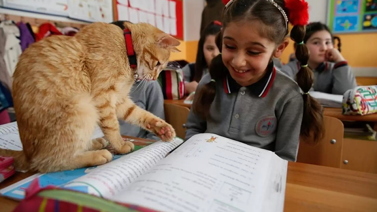 Illustration : "Un chat errant s’invite dans une classe de CE2 et décide de ne plus jamais la quitter"