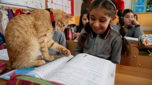 Illustration : Un chat errant s’invite dans une classe de CE2 et décide de ne plus jamais la quitter