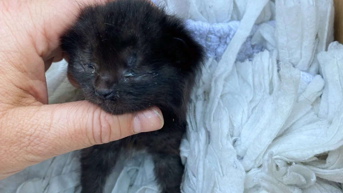 Une maman chat et ses petits pris au piège dans un barbecue