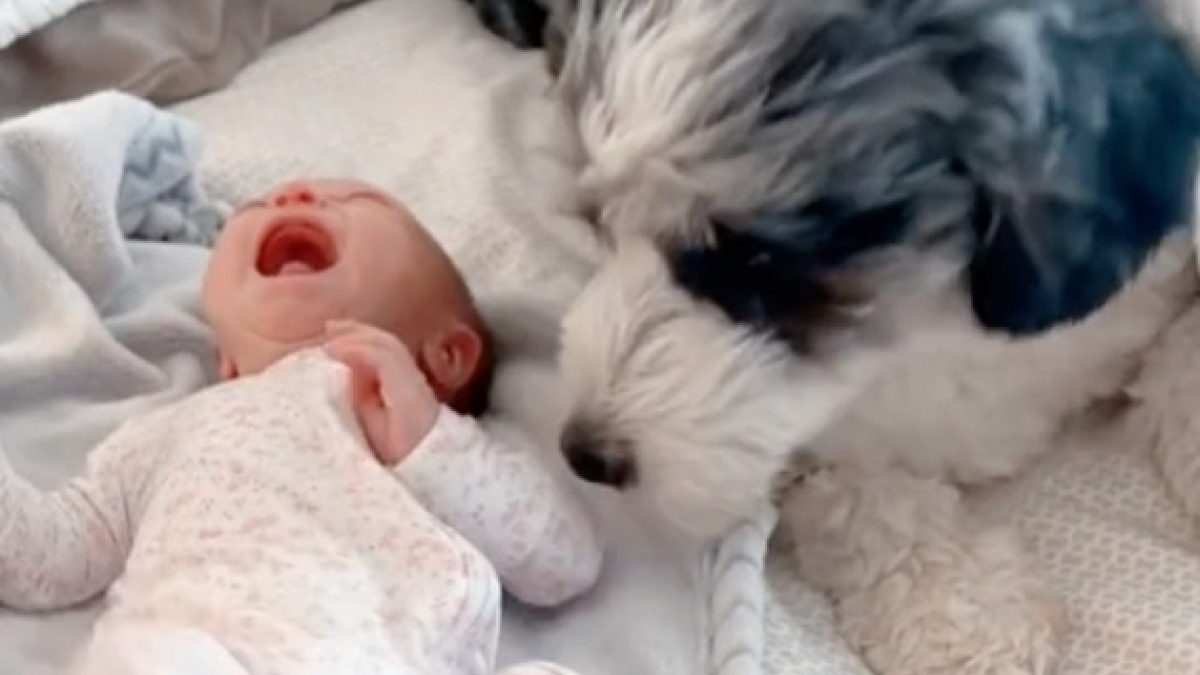 Illustration : "La réaction hilarante d’un chien qui ne supporte plus les pleurs du nouveau-né de sa famille (vidéo)"