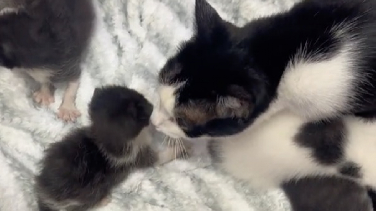 Illustration : "Une chatte adopte 2 chatons orphelins trouvés parmi des éclats de verre (vidéo)"