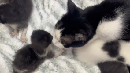 Illustration : Une chatte adopte 2 chatons orphelins trouvés parmi des éclats de verre (vidéo)