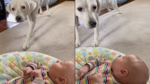 Illustration : "L'adorable moment où une chienne aveugle rencontre enfin le bébé qu'elle entend depuis des mois (vidéo)"