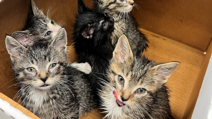 Illustration : Les employés d'une école découvrent 6 chatons affamés dans une benne à ordures