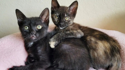 Illustration : Sauvées de la rue, 2 chatonnes se rencontrent en famille d'accueil et deviennent les meilleures amies du monde (vidéo)