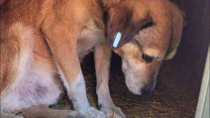 Illustration : Un chien au cœur brisé attend l'arrivée de la famille de ses rêves depuis près de 8 ans