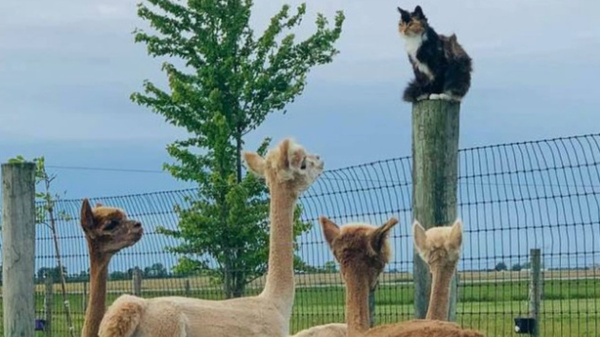 Illustration : "20 photos de chats intrépides qui ont l'art de se retrouver là où on les attend le moins"