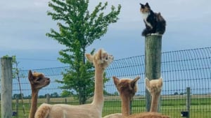 Illustration : "20 photos de chats intrépides qui ont l'art de se retrouver là où on les attend le moins"