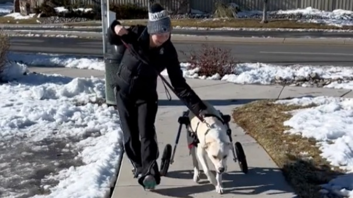 Illustration : "Les larmes de joie d’une femme quand son chien handicapé marche pour la première fois en fauteuil roulant (vidéo)"