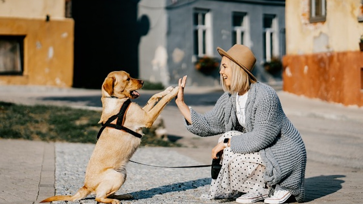 Illustration : "Cet été, protégez votre fidèle compagnon avec Pety, la mutuelle amie des chats et des chiens"