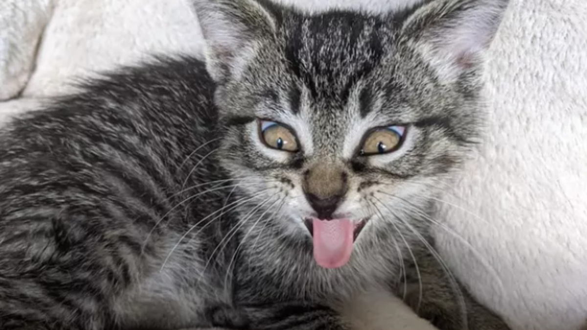 Illustration : "14 photos d'exploits chaotiques réalisés par les chats pour susciter rires et frissons"
