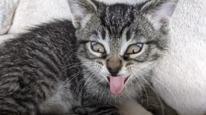 Illustration : 14 photos d'exploits chaotiques réalisés par les chats pour susciter rires et frissons