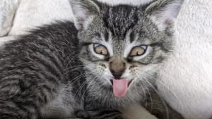 Illustration : "14 photos d'exploits chaotiques réalisés par les chats pour susciter rires et frissons"