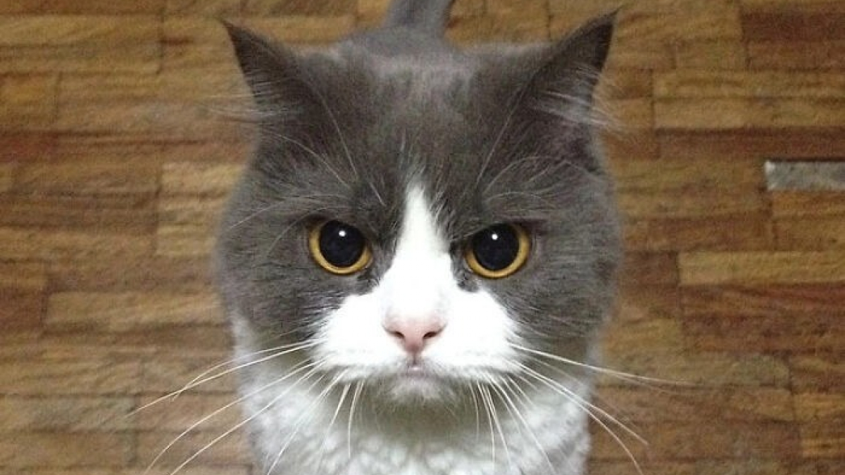 Illustration : "20 photos de chats dont on a du mal à prendre la colère au sérieux tant ils sont adorables"