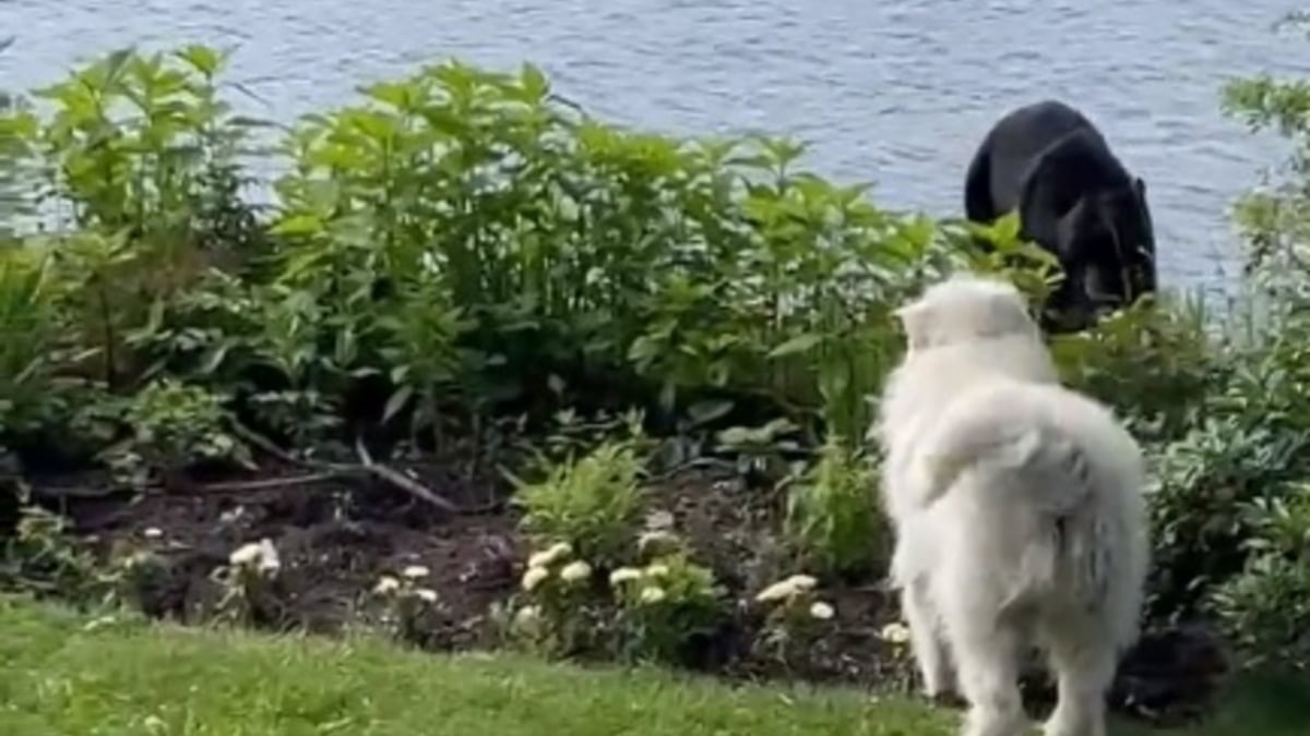 Illustration : "Un chien intrépide fait une rencontre improbable avec un ours égaré en ville (vidéo)"