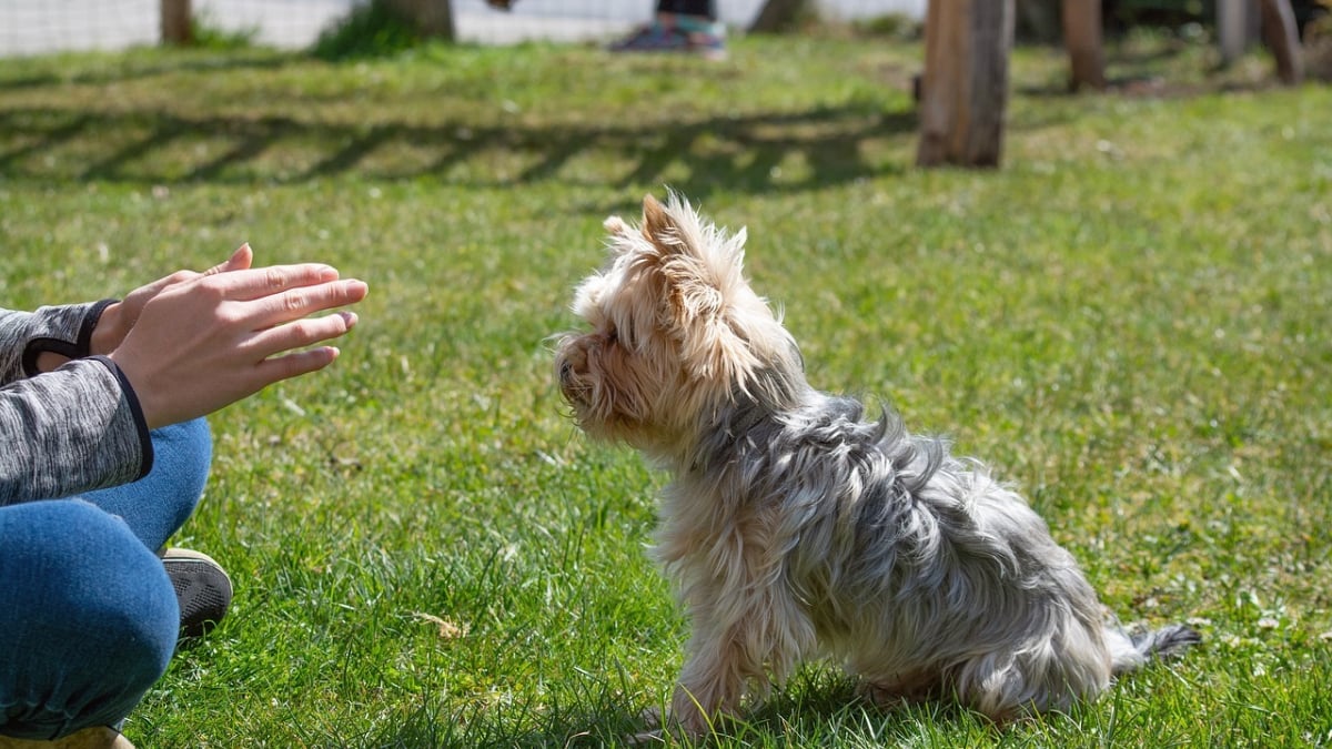 Illustration : "Apprenez à mieux comprendre votre chien et à renforcer votre lien avec la websérie éducative signée PetSafe"