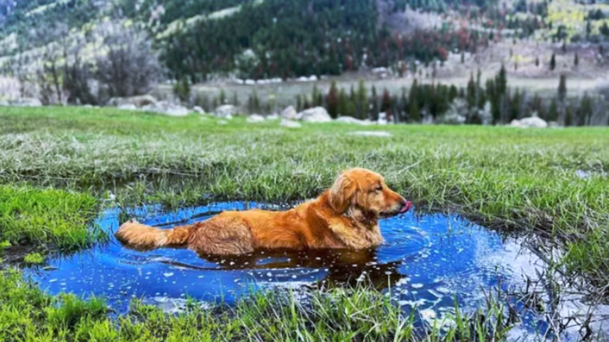 Illustration : "15 photos de chiens aux pattes boueuses et au sourire radieux"