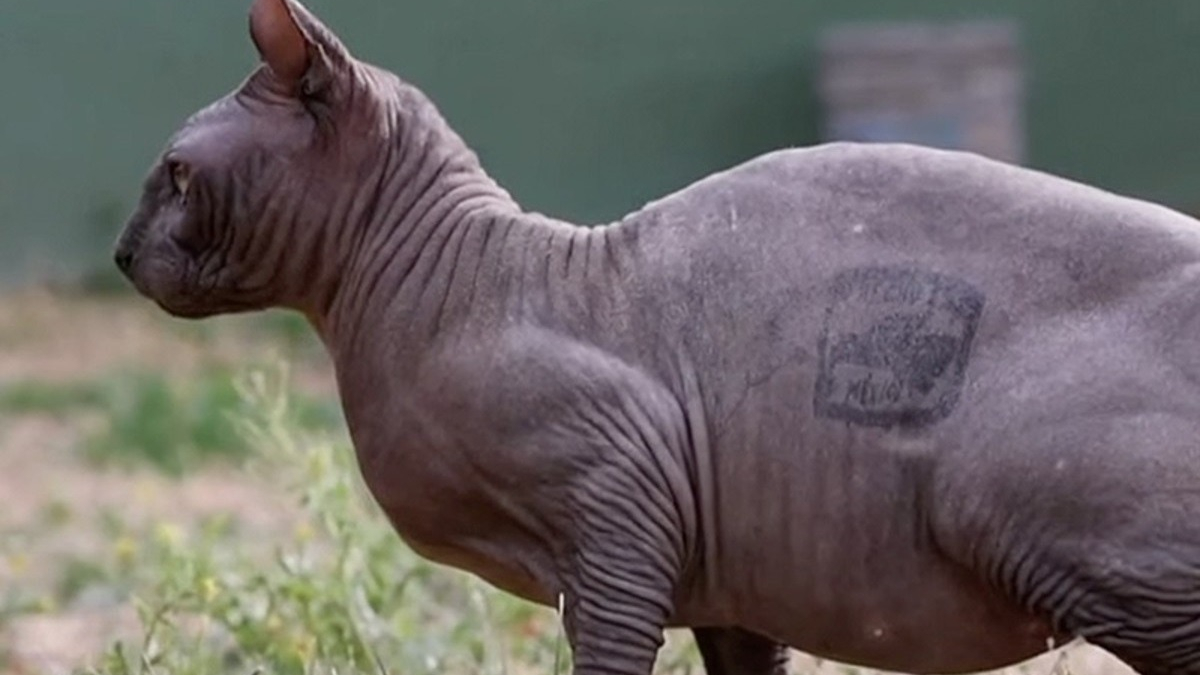 Illustration : "Le chat Sphynx tatoué par un gang commence une nouvelle vie après son sauvetage en prison"