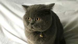 Illustration : Le visage triste de ce chat se transforme lorsqu’il retrouve son propriétaire après plus de 2 ans de séparation