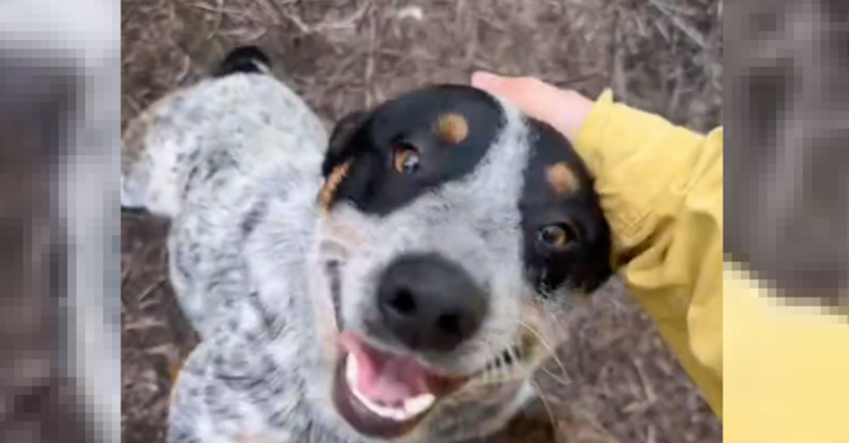 Ze ontdekken zelf een hond en proberen zijn familie te vinden voordat ze een grote beslissing nemen (VIDEO)