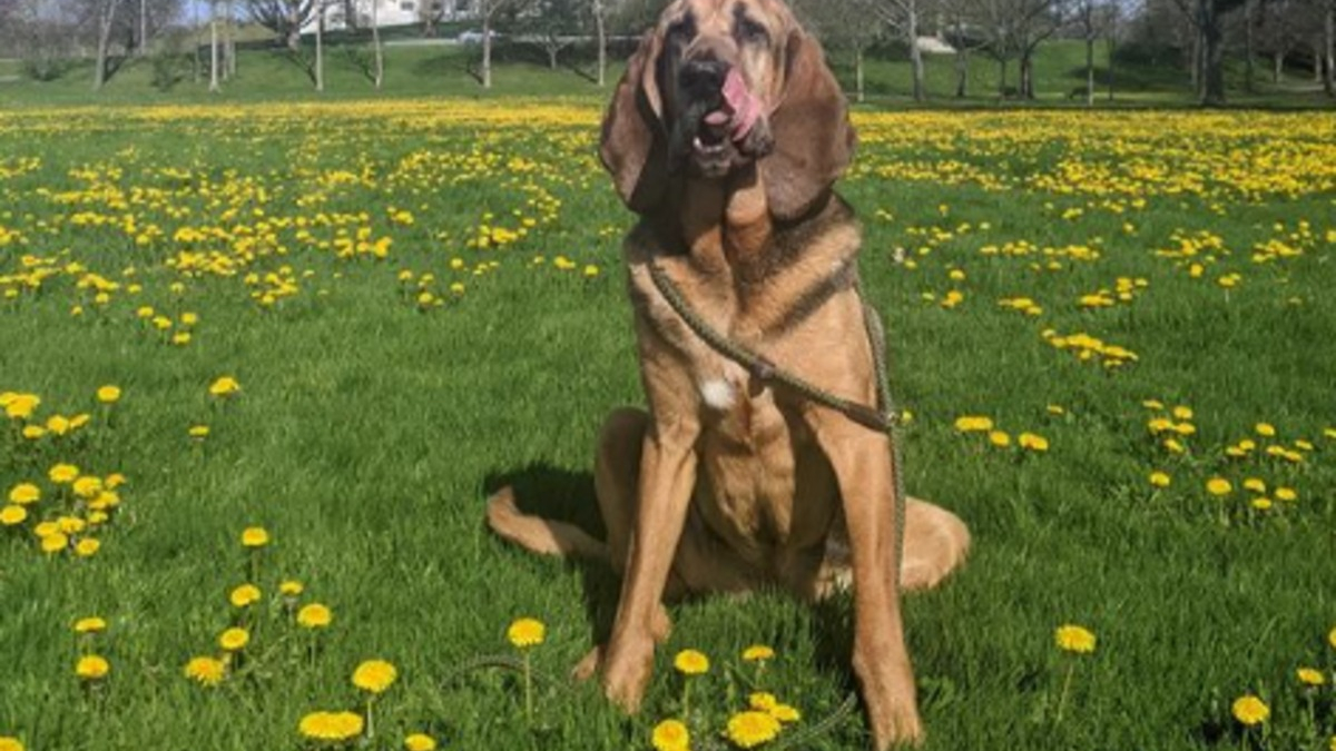 Illustration : "20 photos sublimes de Chiens de Saint Hubert, canidés au flair et à la douceur exceptionnels"