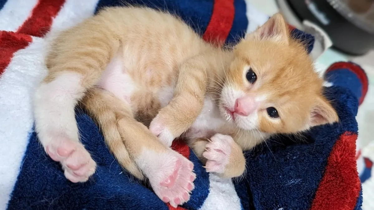Illustration : "Ce chaton né avec 6 doigts par patte se bat pour apprendre à marcher normalement "