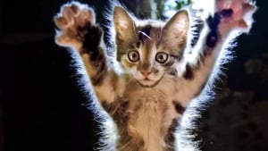 Illustration : "16 photos de chats en quête d'attention et prêts à tout pour en recevoir"