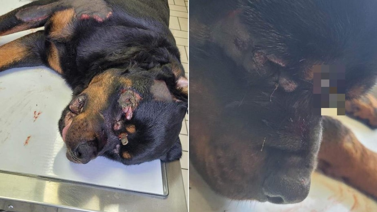 Illustration : "Un Rottweiler s'accroche courageusement à la vie après avoir été torturé lors d'une fugue"