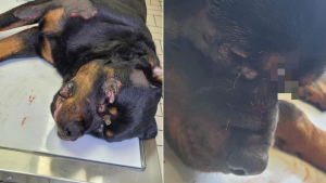 Illustration : Un Rottweiler s'accroche courageusement à la vie après avoir été torturé lors d'une fugue