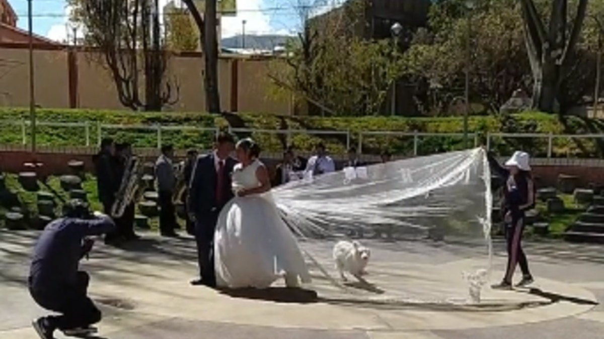 Illustration : "Un chien s'invite à un shooting de mariage et rend le moment encore plus mémorable (vidéo)"