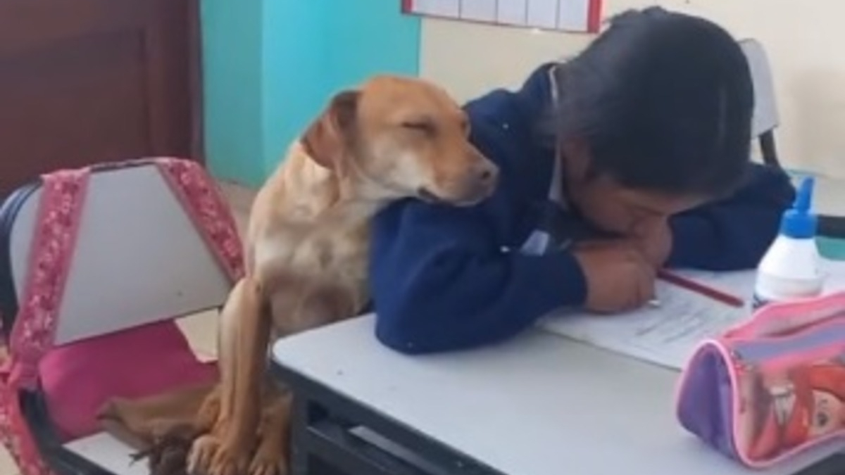 Illustration : "L'amitié entre une écolière et une chienne fait fondre des millions de cœurs sur TikTok (vidéo)"