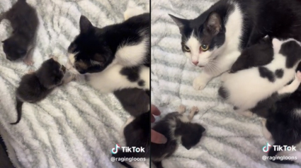 Illustration : Une chatte allaitant ses petits réagit de la plus belle des manières quand on lui présente 2 chatons orphelins (vidéo)