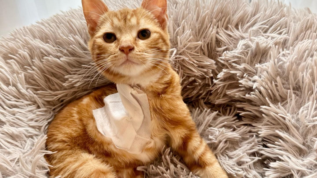 Illustration : "Victime d'un grave accident, un chaton amputé d'une patte apprend à se servir de son nouveau corps (vidéo)"